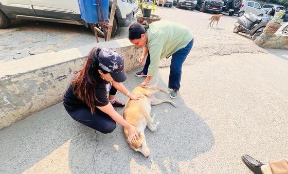Chile se convierte en el primer país de América del Sur en eliminar la rabia transmitida por perros